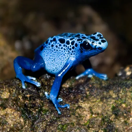 Blue poison dart frog on a leaf