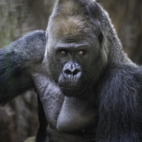 Gorilla portrait